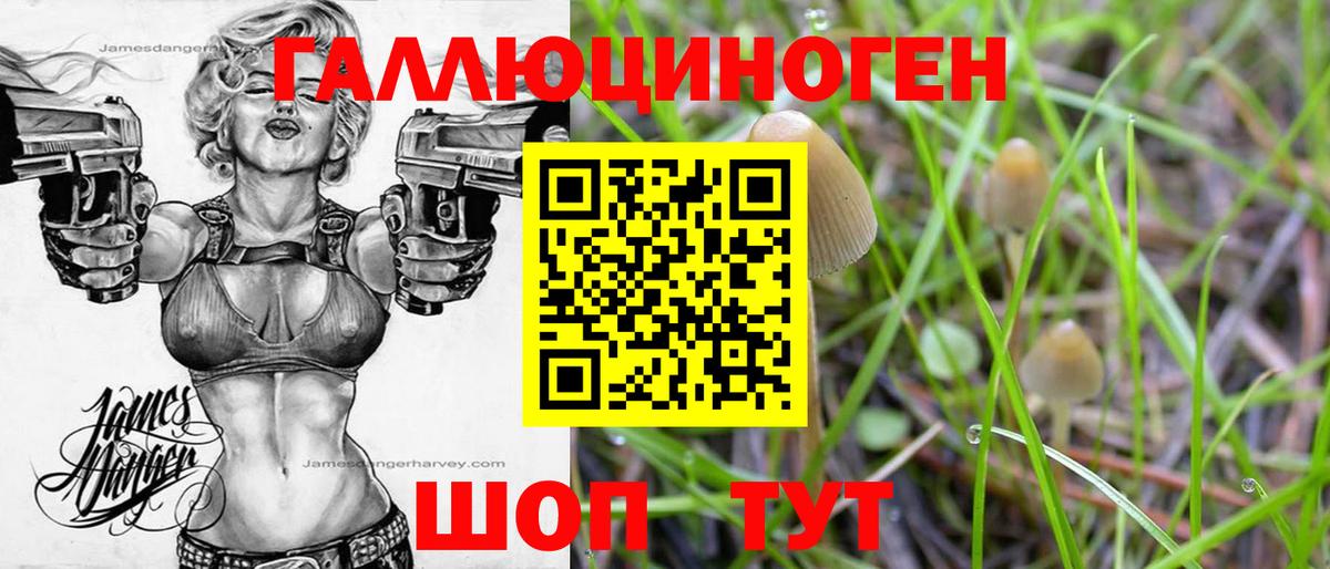 Новоалександровск  Псилоцибиновые грибы прущие грибы  Вход с VPN 